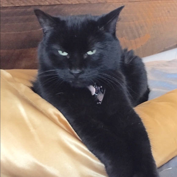 🐱 Please share! ❤️ - Picture 6 of 8